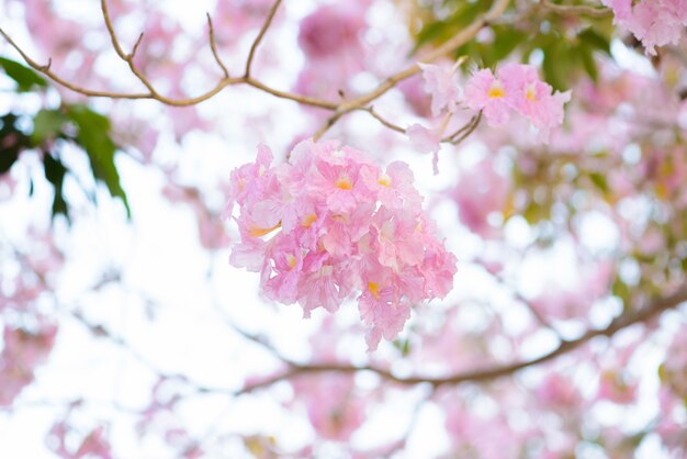 Tabebuia rosea é uma árvore neotropical de flor rosa