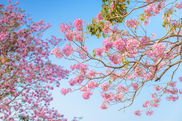 Tabebuia rosea es un árbol neotropical de flor rosa y cielo azul.