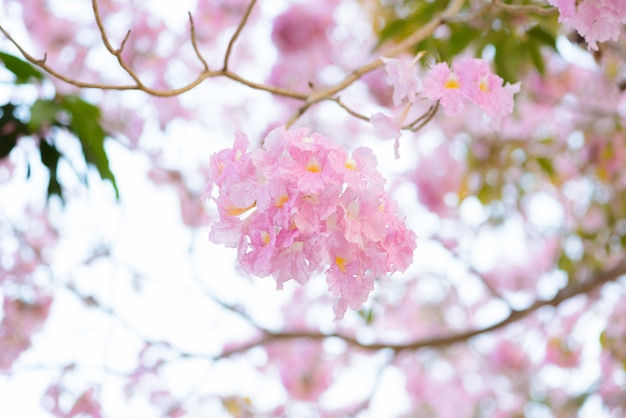 Tabebuia rosea es un árbol neotropical de flor rosa.