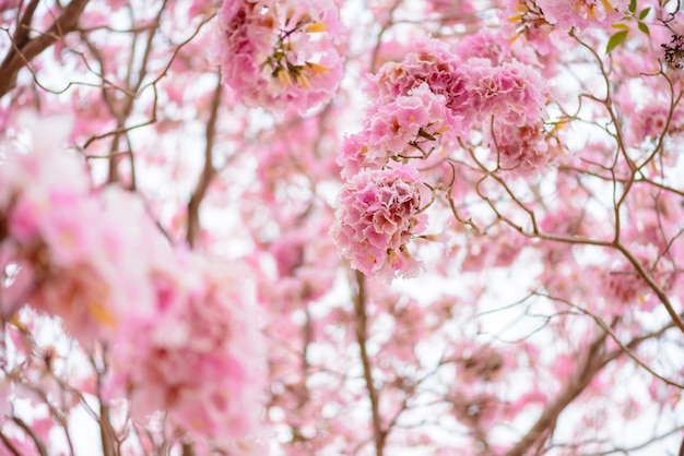 Tabebuia rosea es un árbol neotropical de flor rosa.