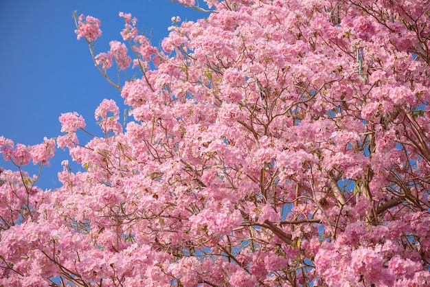 Tabebuia rosea es un árbol neotropical de flor rosa.