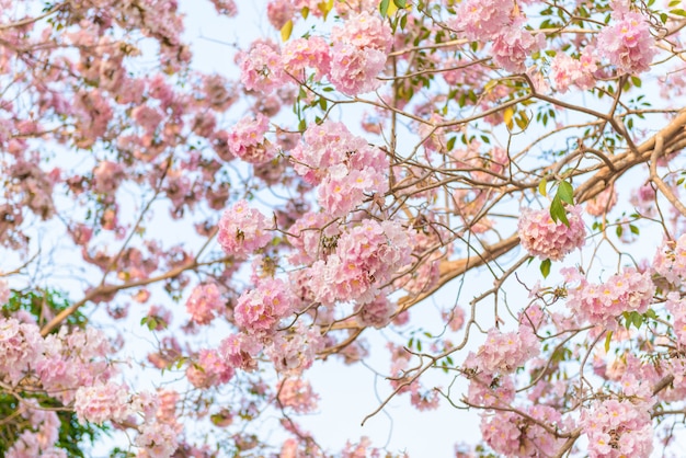 Tabebuia rosea ist ein neotropischer Baum aus rosa Blüten