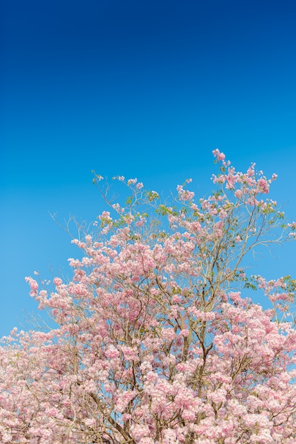 Tabebuia rosea ist ein neotropischer Baum der rosa Blume und ein blauer Himmel