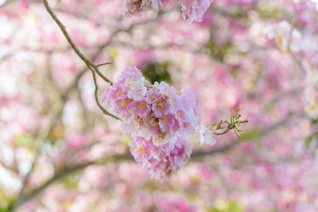 Tabebuia rosea ist ein neotropischer Baum der rosa Blume und ein blauer Himmel