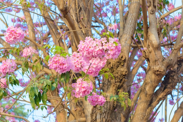 Tabebuia rosea ist ein neotropischer Baum der Rosa Blume