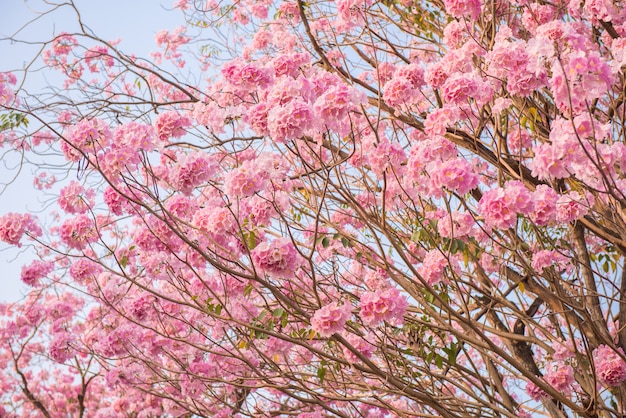 Tabebuia rosea ist ein neotropischer Baum der rosa Blume