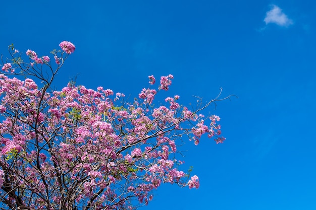 Tabebuia rosea