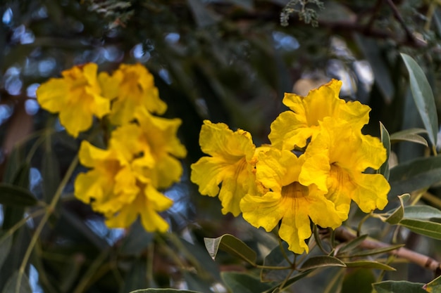 Tabebuya blüht Nahaufnahme Exotische Pflanze im Garten