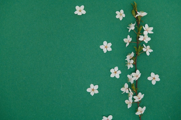 Tabela de fundo de primavera Flores de maio e natureza floral de abril em verde Para ramos de banner de cerejeira desabrochando contra o fundo Imagem romântica sonhadora paisagem panorama cópia espaço