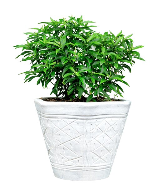 Tabernaemontana divaricata verde patrón de hojas de flores con jarrón para el concepto de la naturaleza hoja tropical aislada sobre fondo blanco