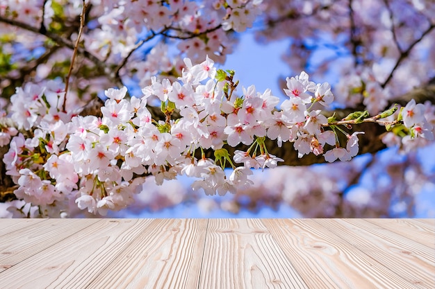 Tabla de madera vacía con el fondo rosado hermoso de la flor de la flor de cerezo en estación de primavera