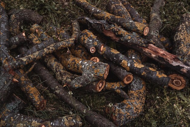 Tablas de madera para el fuego Ramas de árboles taladas en el suelo