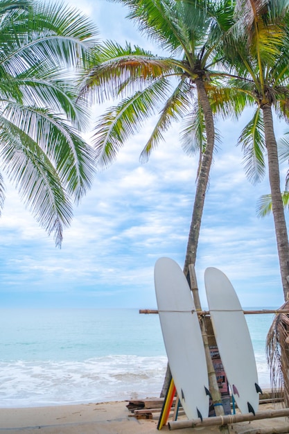 Foto tablas de surf al lado de cocoteros en la playa de verano con luz solar y fondo de cielo azul