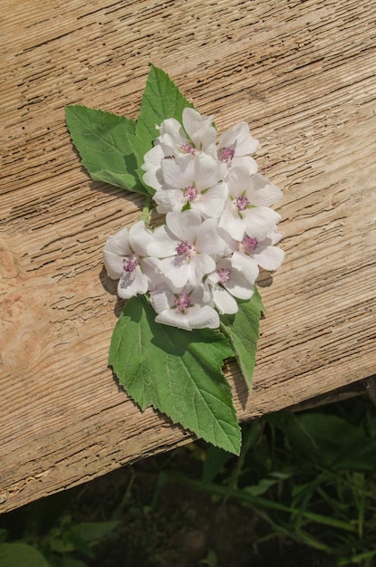 Tablero de madera y malvavisco comúnMarshmallow Althaea officinalis flor