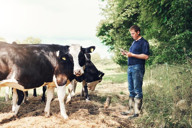 Tableta agrícola y hombre en el campo con vacas hierba y ganado con negocio sostenible para la producción láctea Aplicación digital ganado vacuno y agricultor con animales rancho y lista de comprobación para la gestión en línea