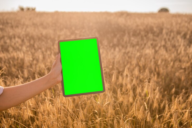 Tableta de pantalla verde en el fondo del campo de trigo. Clave de croma. campo de cosecha