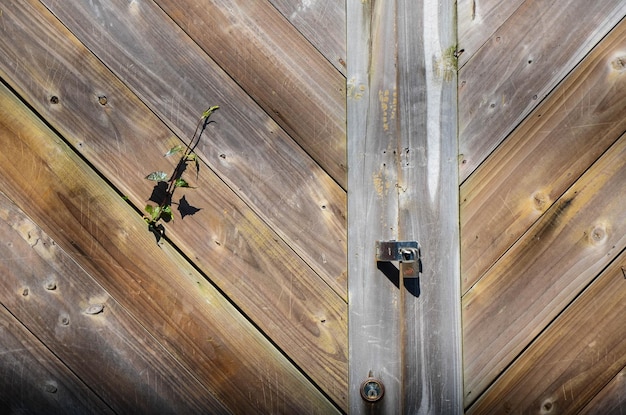 Los tablones de madera crecen de las malas hierbas