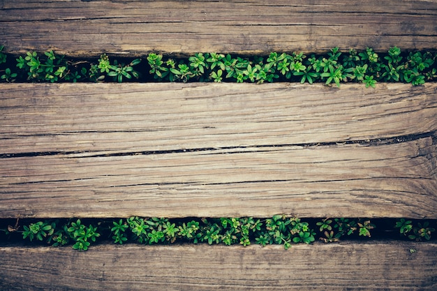 Foto tablones de madera con plantas asomándose.