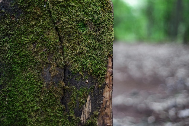 Tábua de madeira coberta de musgo na floresta Plano de fundo texturizado