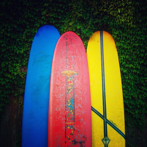 Foto tábuas de surf apoiadas contra uma parede coberta de hera