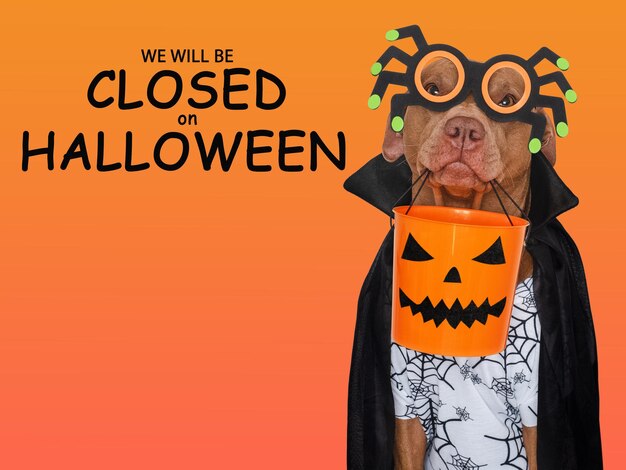 Foto tabuleta com a inscrição estaremos fechados no halloween cachorro marrom fofo e fantasia de conde drácula closeup dentro de casa foto de estúdio conceito de cuidados com animais de estimação