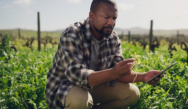 Foto tabuleta de fazenda e um homem negro em um campo para sustentabilidade ou inovação agrícola durante a primavera pesquisa de culturas na internet e um agricultor trabalhando no campo para a época de colheita