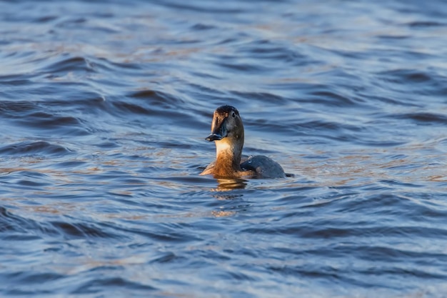 Tafelenten Weibchen schwimmen im See (Aythya ferina)