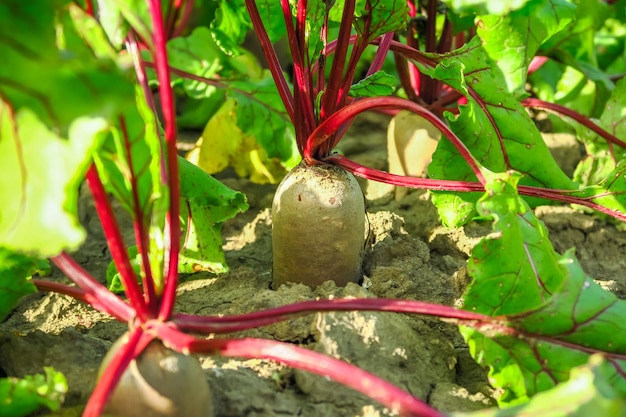 Tafelrüben wachsen im Garten auf einem Gemüsebauernhof. gemüseanbau und rübenanbaukonzept