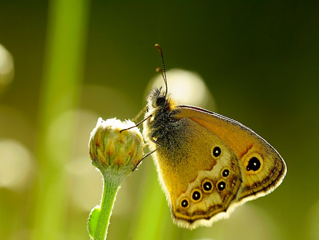 Tag Schmetterling thront auf Blume, Coenonympha dorus.