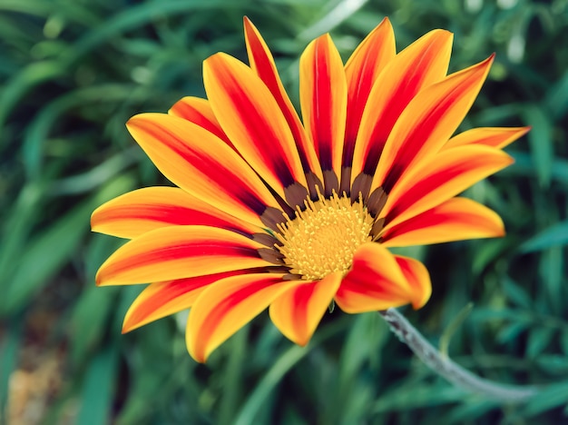 Tagesanbruch rot gestreifte Blume oder Gazania-Blume auf grünen Blättern wächst im Garten.