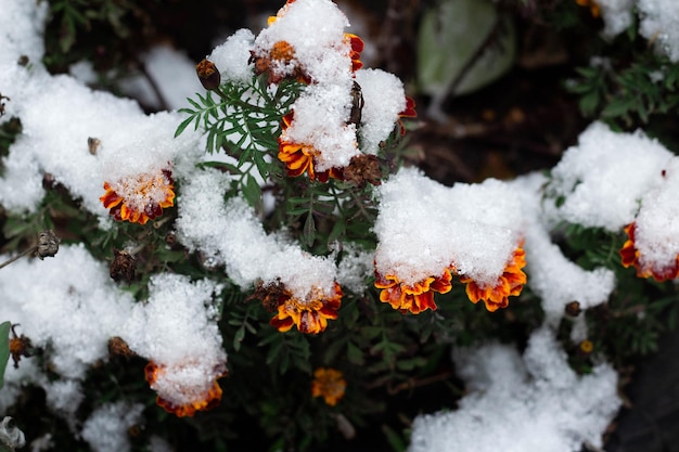 Tagetes caléndula flor roja bajo la nieve