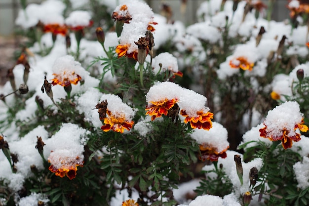 Tagetes caléndula flor roja bajo la nieve