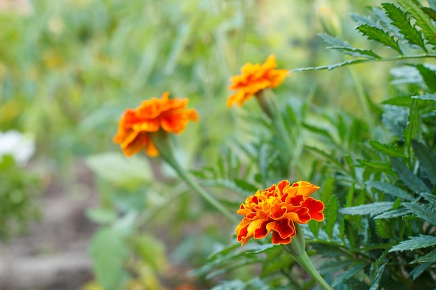 Tagetes com as mesmas flores borradas no fundo