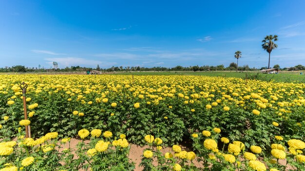 Tagetes erecta oder die mexikanische Ringelblumenfarm an einem schönen Tag in Prachuap Khiri Khan