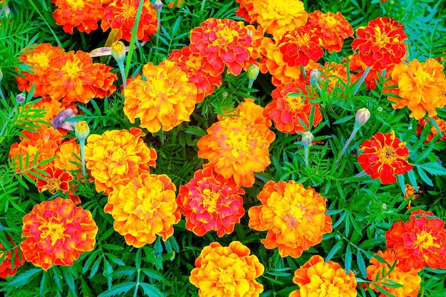 Tagetes es un género de plantas herbáceas en su mayoría anuales o perennes de la familia Asteraceae