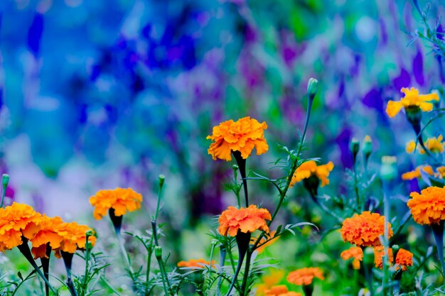 Tagetes de flores de caléndula amarilla y naranja en flor