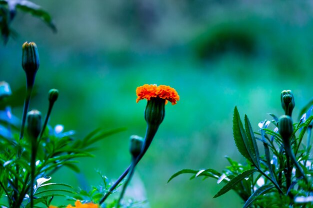 Tagetes de flores de caléndula amarillas y naranjas en flor