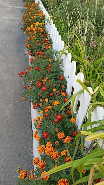 Tagetes florescem perto da cerca branca Decoração de flores da mansão