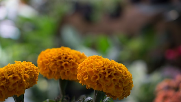 Tagetes Gelbe Ringelblume Blüte