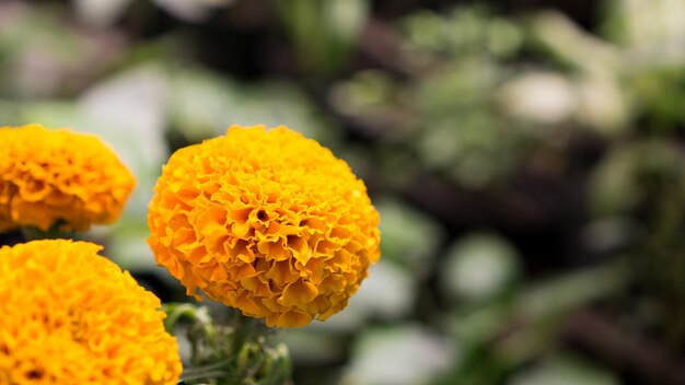 Tagetes Gelbe Ringelblume Blüte