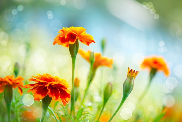 Foto tagetes marigold flor de las flores de otoño fondo