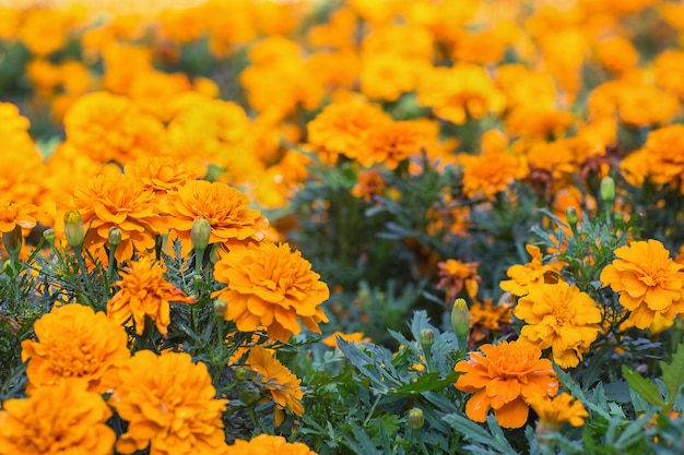 Foto tagetes naranja o flores de caléndula fondo floral