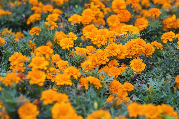 Tagetes naranjas o flores de caléndula. Fondo floral Enfoque selectivo