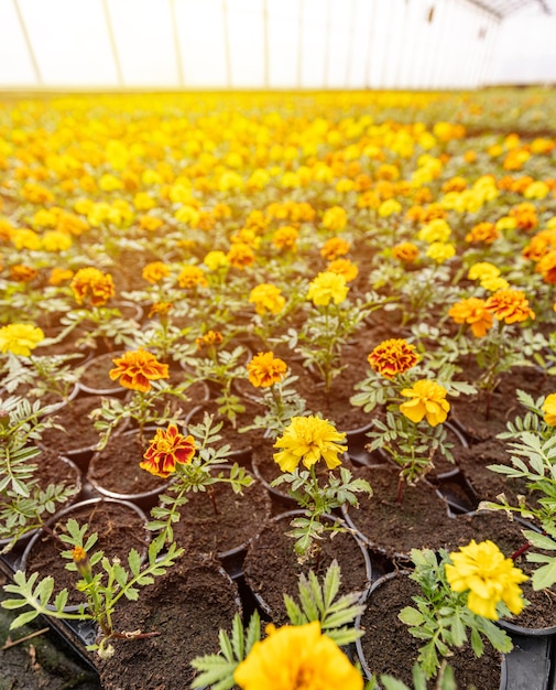 Tagetes no viveiro de plantas