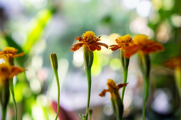 Tagetes patula la caléndula francesa es una especie de planta con flores de la familia de las margaritas