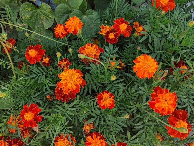 Tagetes patula caléndula francesa en flor