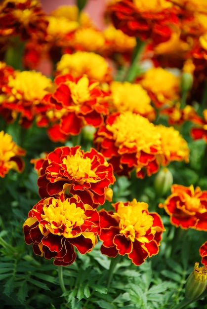 Tagetes patula Französische Ringelblume in voller Blüte, orangegelbe Blüten, grüne Blätter, kleine Topfpflanze