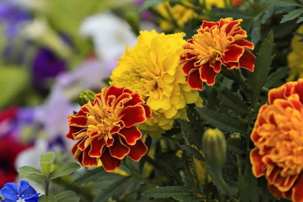 Tagetes Patula no jardim. Marigold - foco seletivo.