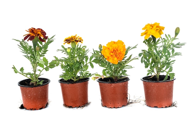 Tagetes patulas