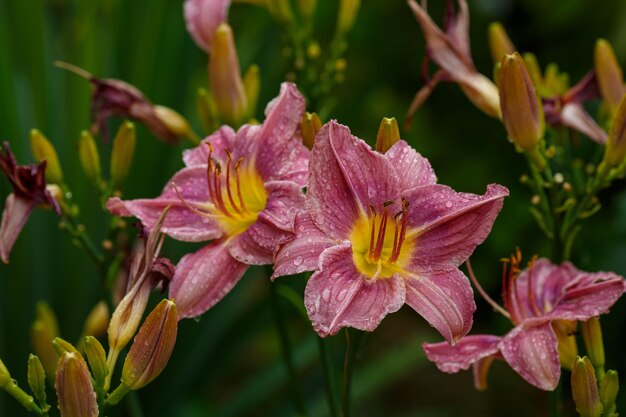 Taglilie oder Krasodnev (lat. Hemerocallis) in voller Blüte